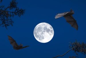 halloween bats full moon