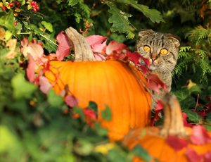halloween cat