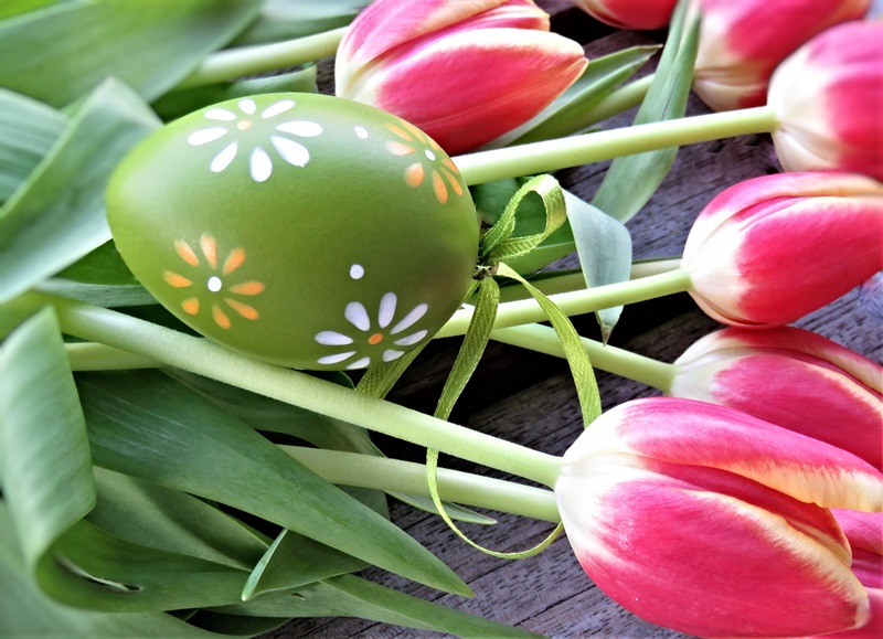 Dark pink cut tulip flowers laid upon a wood board with their green stems and leaves with a painted green Easter egg upon them for T Easter words
